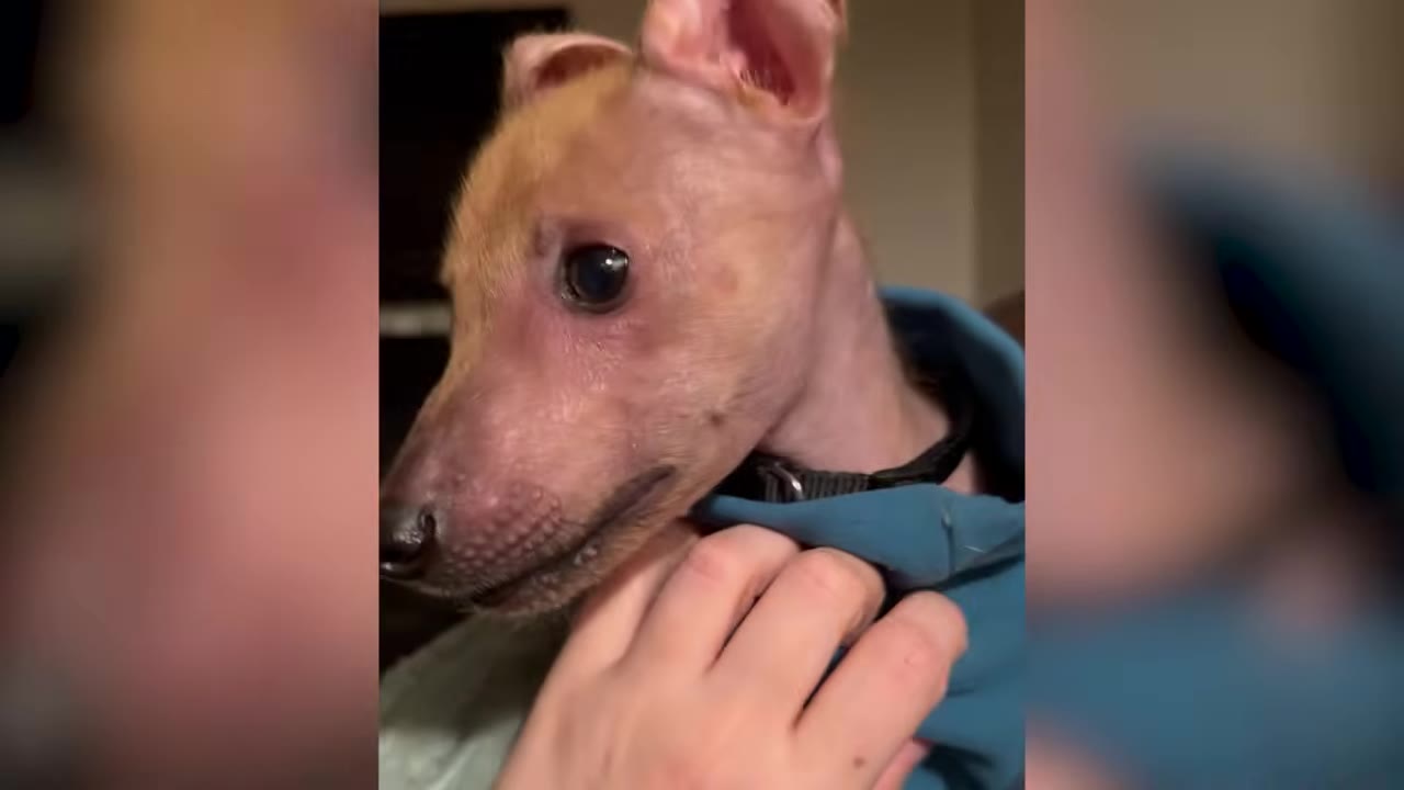 A close-up profile view of a small, light-brown dog with short hair wearing a blue sweater while a person's hand gently pets its chest.
