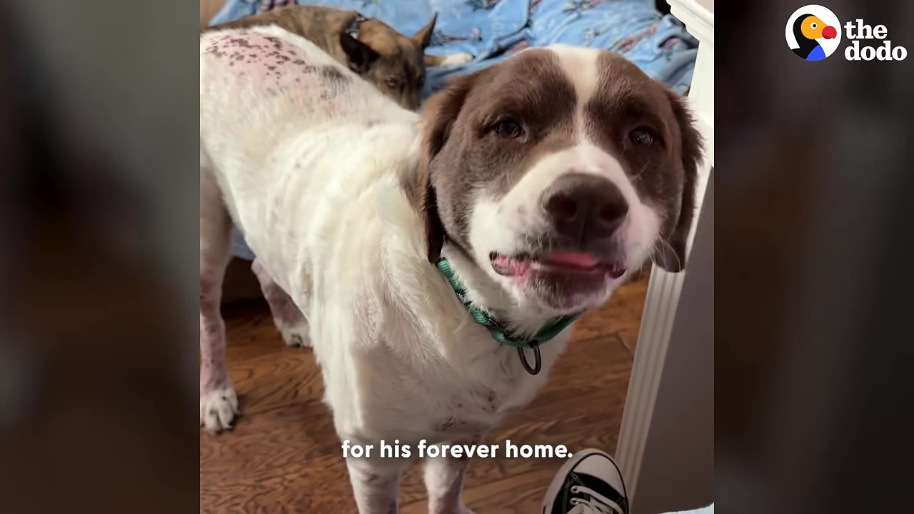 A brown and white dog with a green collar stands indoors, looking directly at the camera with its tongue slightly sticking out, while another dog rests in the background.