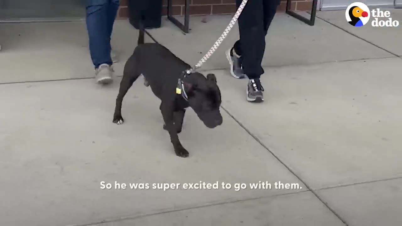 A short-haired black dog walking on a leash on a concrete sidewalk accompanied by two people.