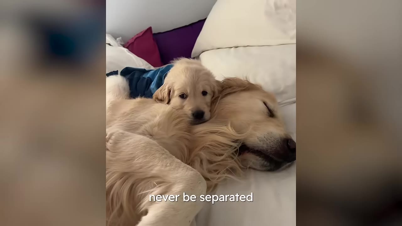 A golden retriever puppy rests its head on an adult golden retriever sleeping on a white bed.