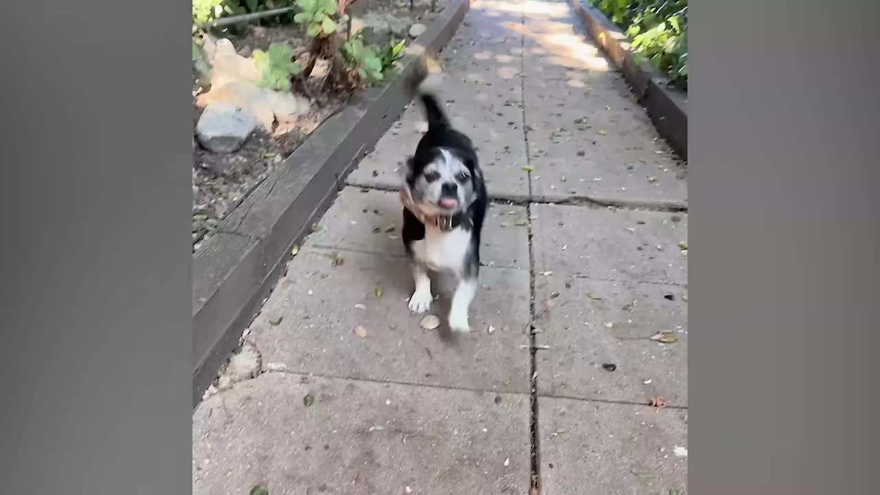 A small black and white senior dog walks happily down a stone garden path with its tail raised.