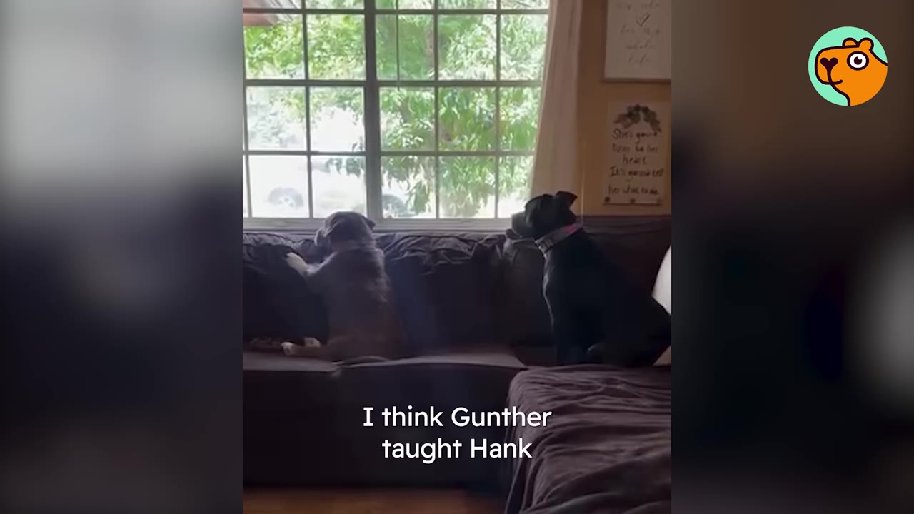 Two dogs sitting side-by-side on a brown couch, looking out a large window into the yard.