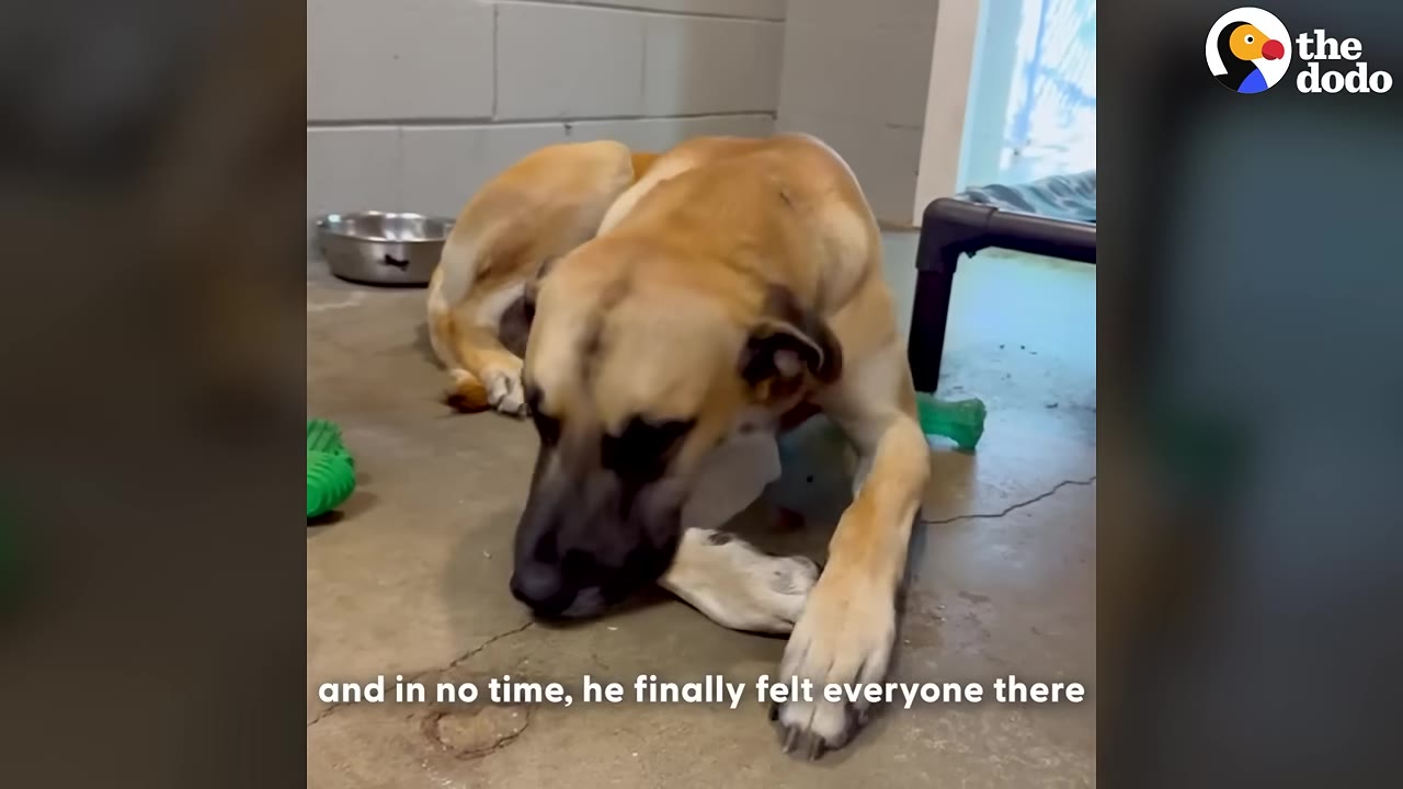 A tan dog with a black muzzle lies on a concrete floor inside a rescue kennel, resting near a metal bowl and a dog bed.
