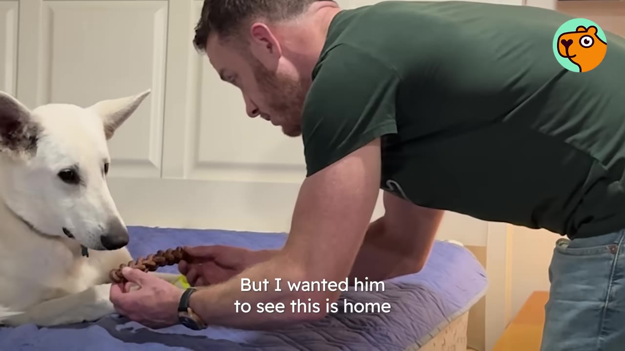 A man in a green shirt kneeling by a bed, offering a chew toy to a white German Shepherd sitting on a blue blanket.
