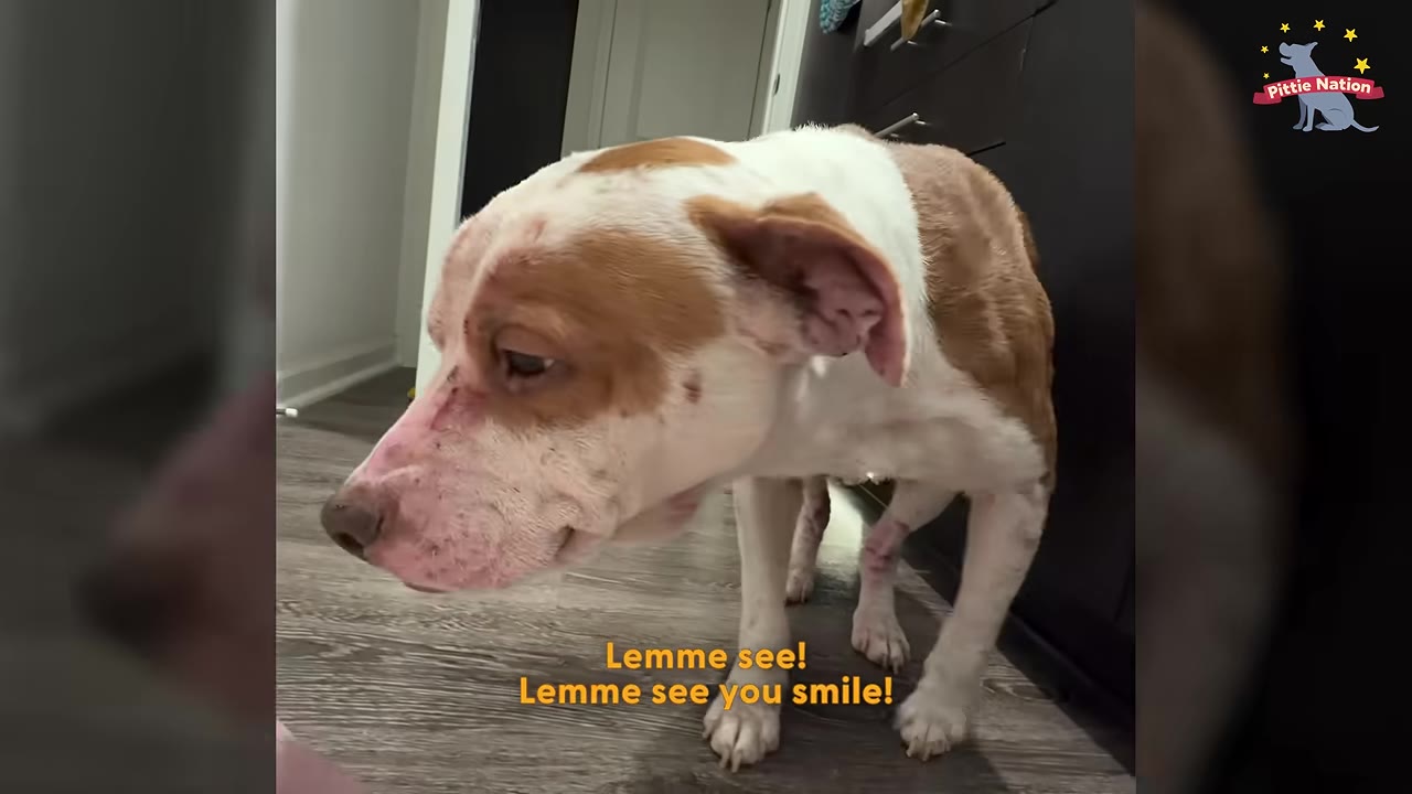 A brown and white dog standing on a wooden floor, looking to the side with a slight upturn at the corners of her mouth.