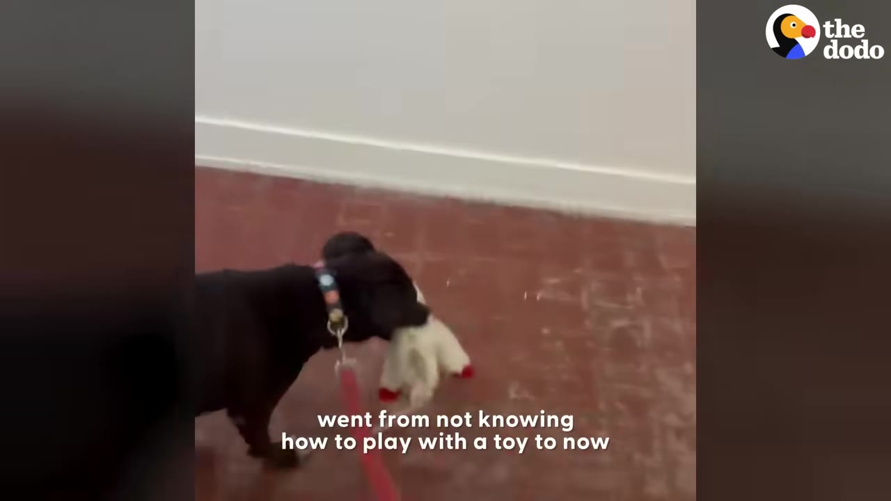 A black dog carrying a plush toy in its mouth walks along a tiled floor near a doorway.