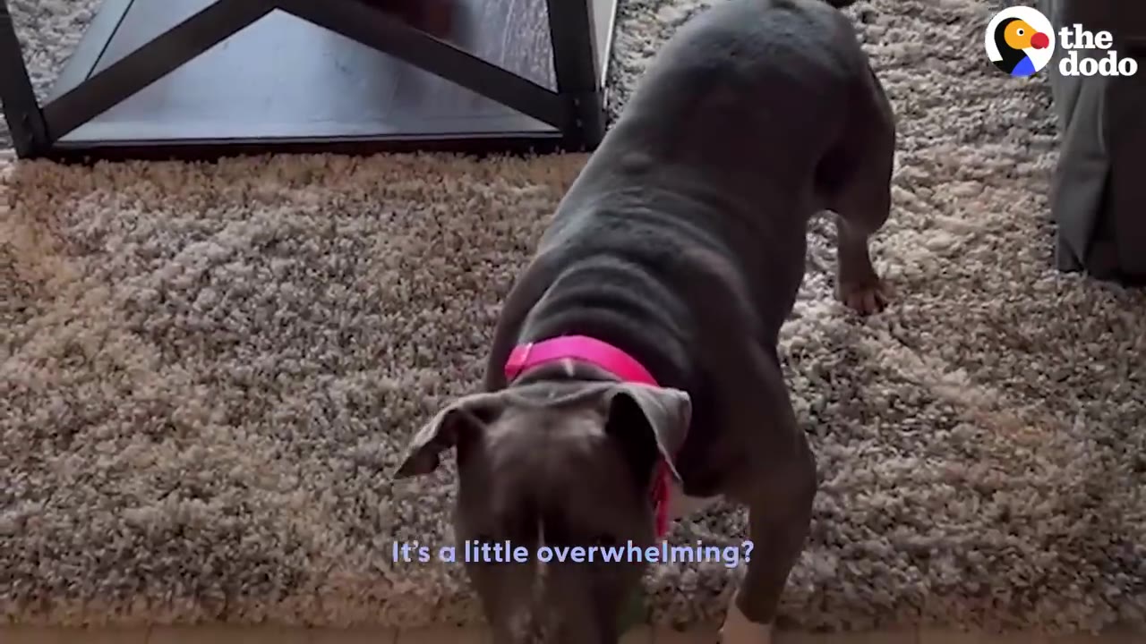 A gray dog wearing a bright pink collar stands on a shag rug in a living room.