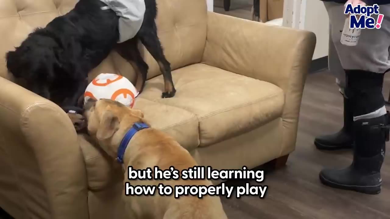 A tan dog playing near a sofa with another dog and a toy.