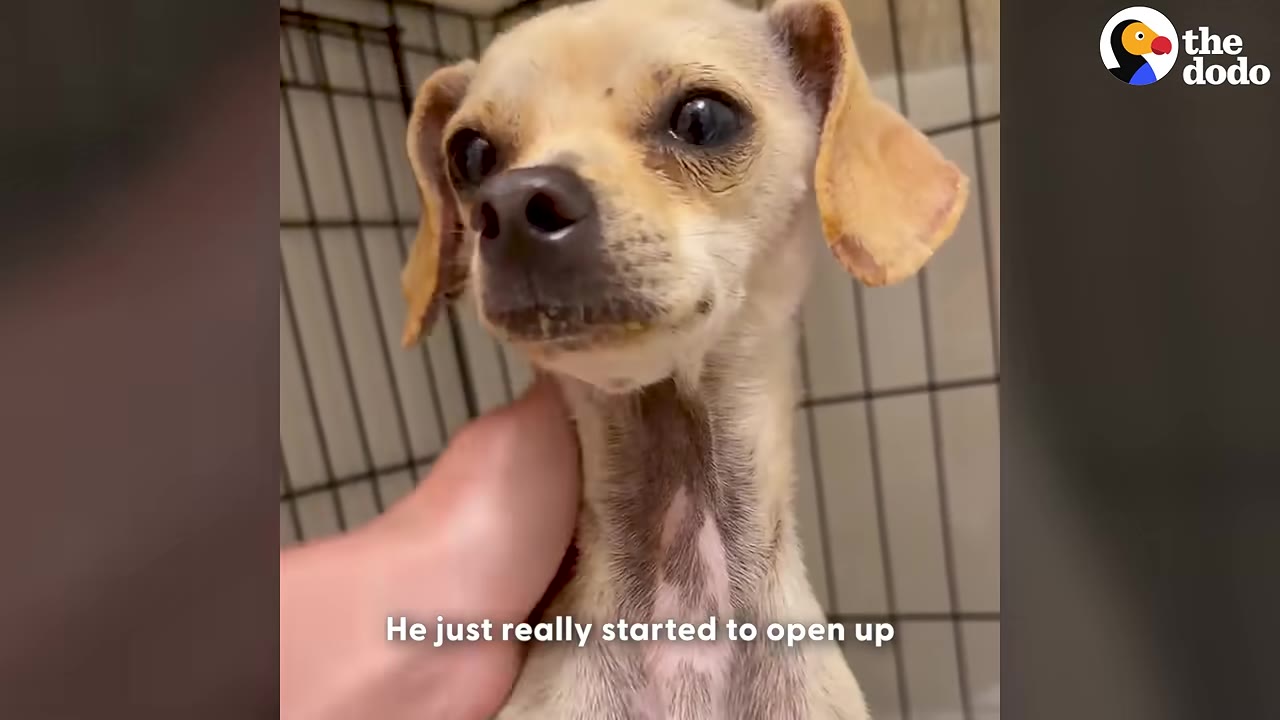 A close-up of a small, light brown dog with floppy ears looking directly at the camera while being gently petted under the chin by a human hand.