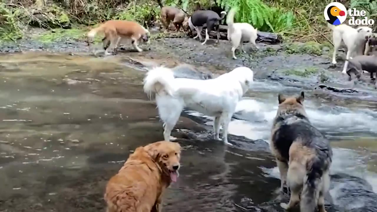 A golden dog looking back and smiling toward the camera while standing in shallow stream water with other dogs.