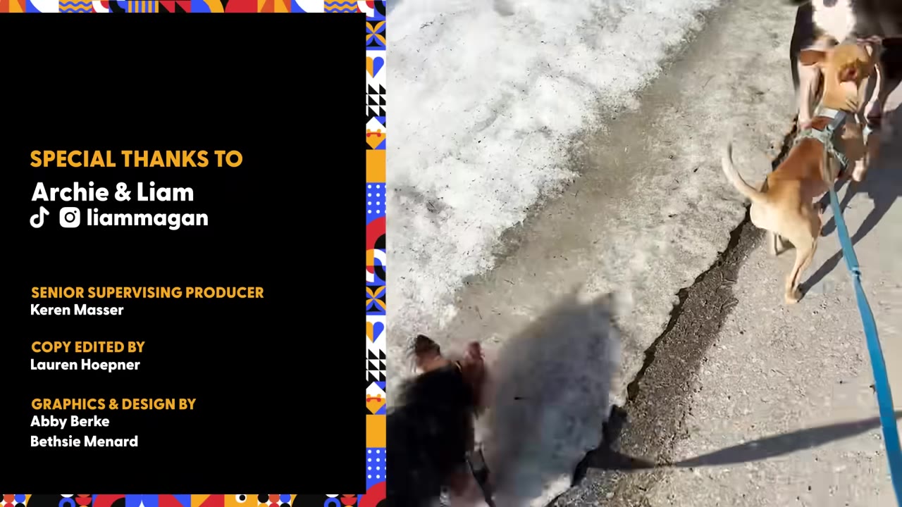 A small tan dog in a harness walks on a blue leash outdoors on a paved path next to snow.