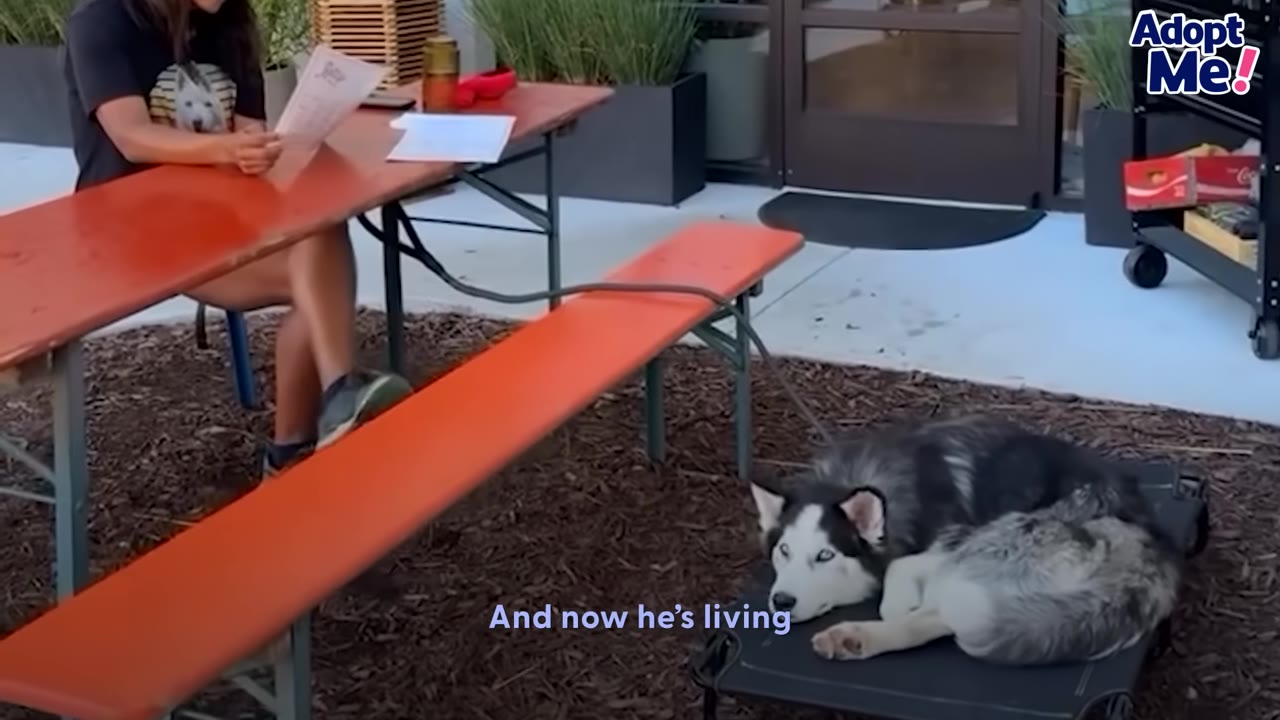 A husky lies calmly on an outdoor cot next to orange picnic tables while a person reads a menu.