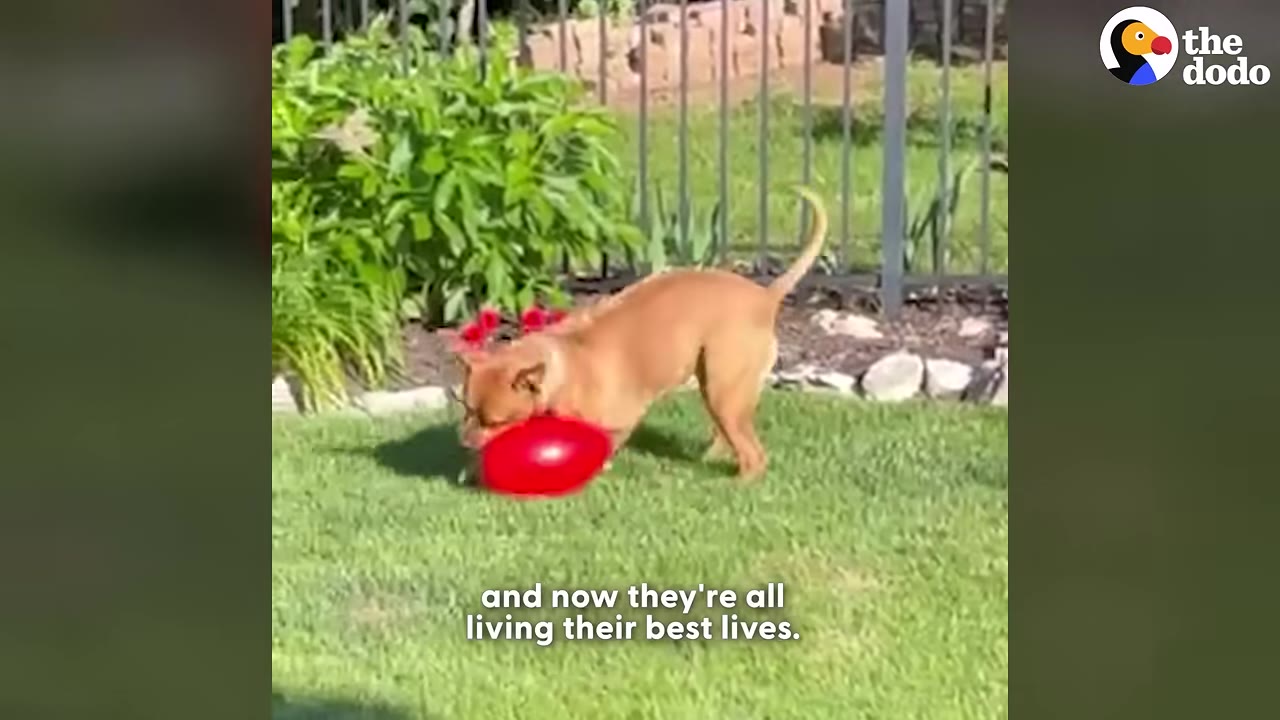 A tan dog plays with a bright red balloon on a green lawn in front of a metal fence.