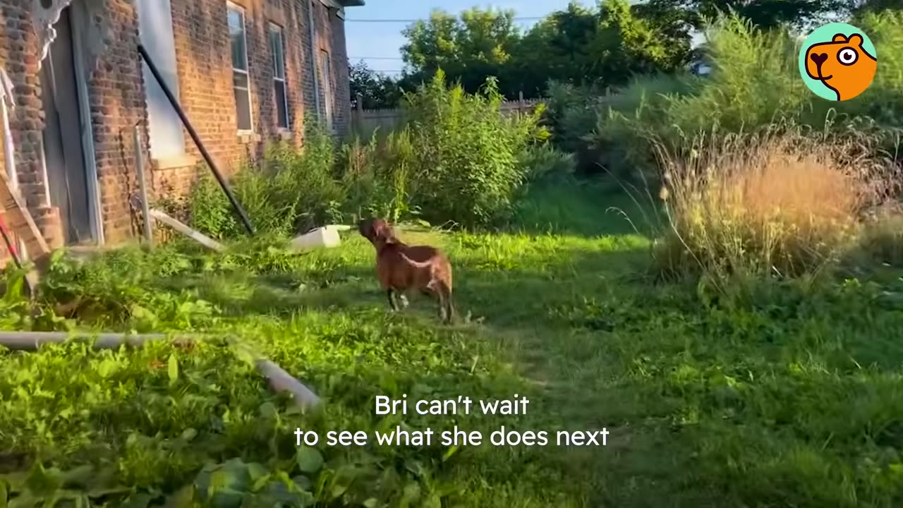 A brown dog stands on a grassy lawn in front of a brick building.