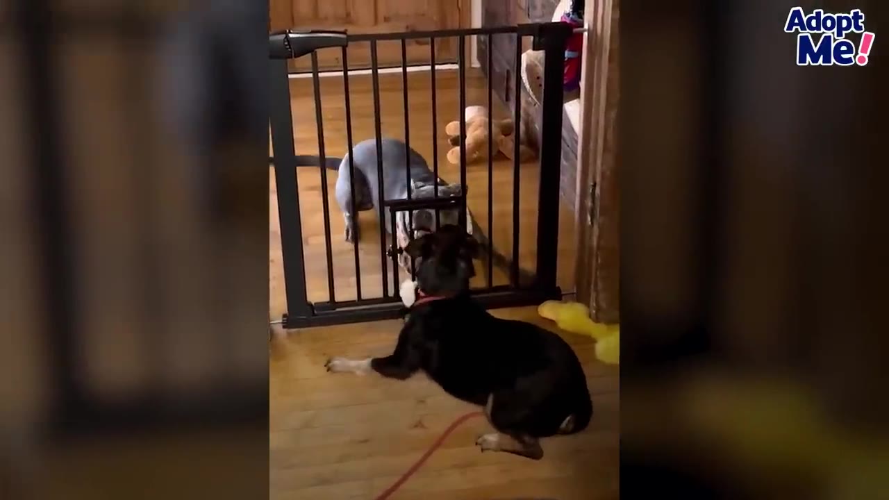 A black dog and a gray dog greeting each other through a black indoor pet gate.