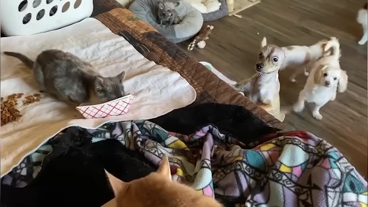 A gray cat eats from a small paper dish on a bed while several small dogs watch from the wooden floor below.
