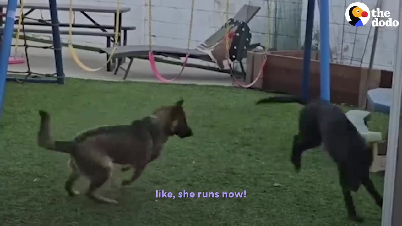 A black dog and a German Shepherd play and run together on the green grass of a backyard with a swing set in the background.