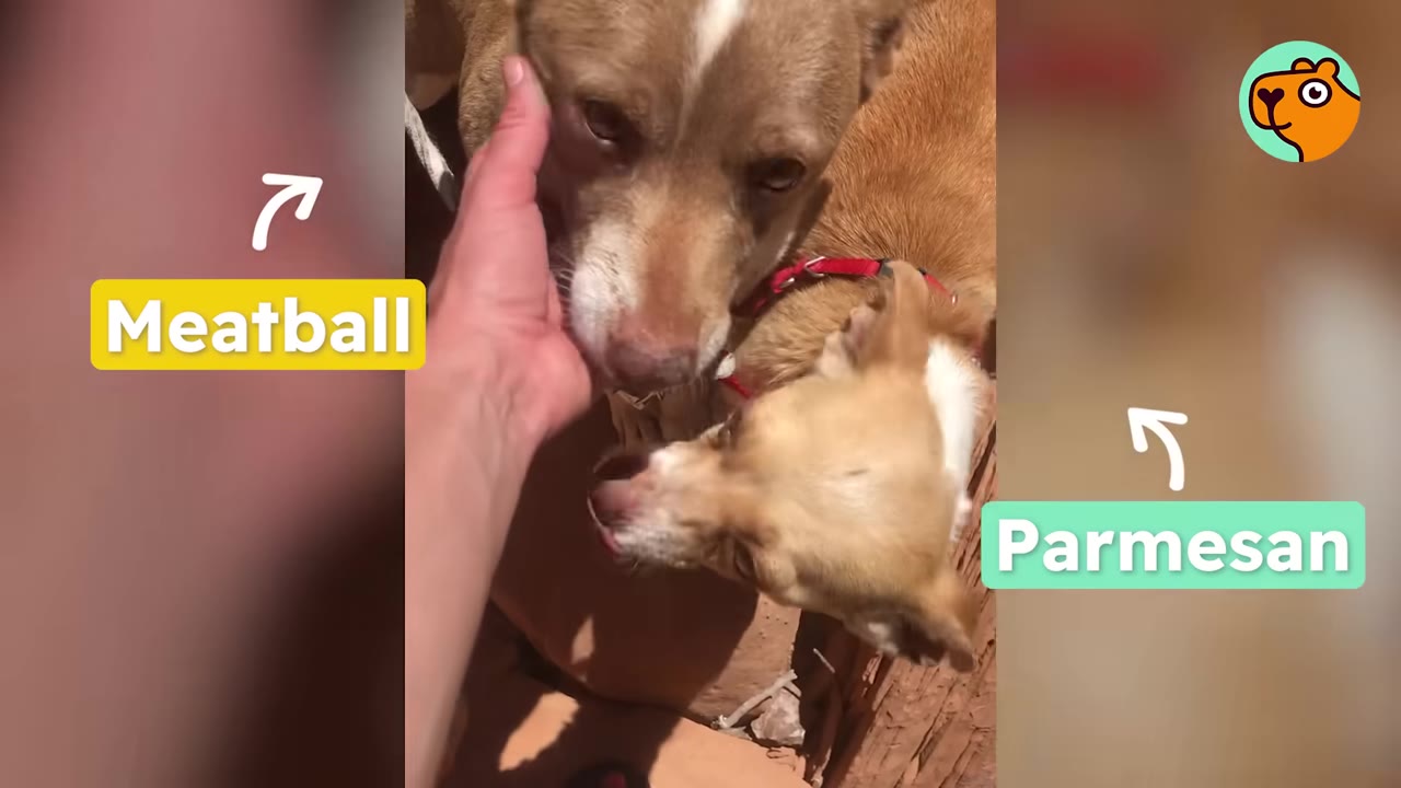 A hand petting two small brown and white dogs named Meatball and Parmesan outdoors.