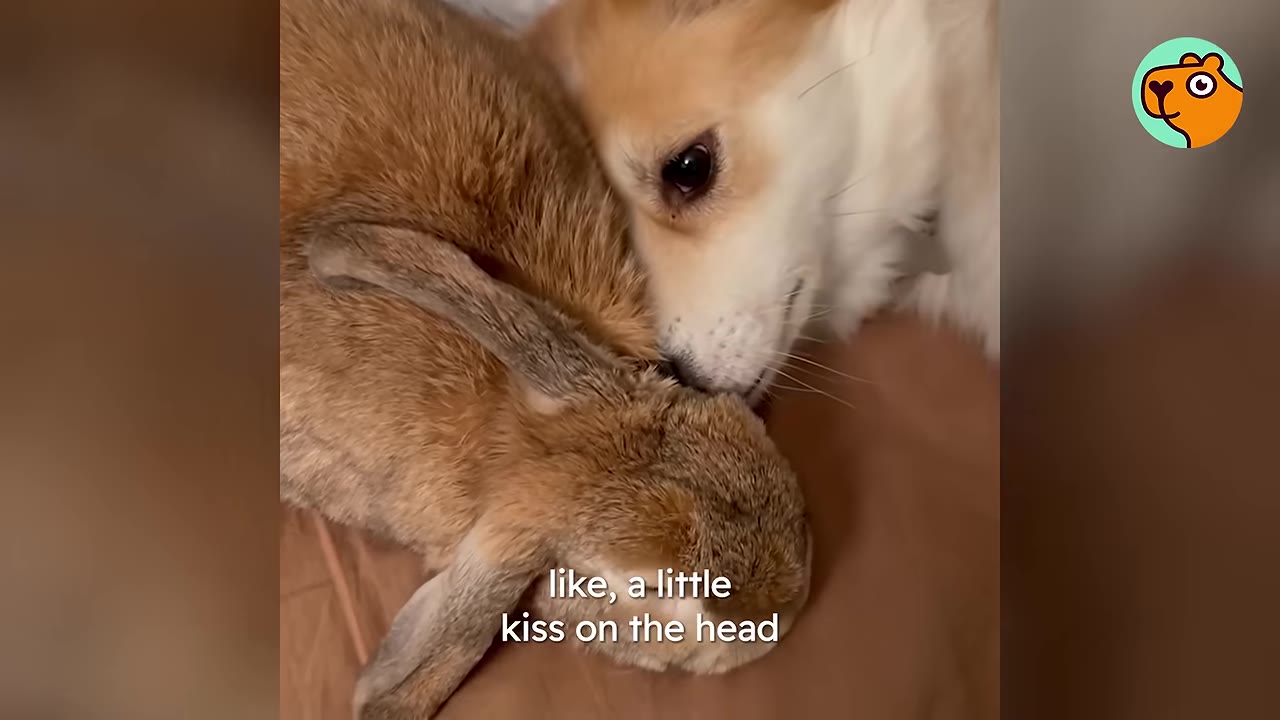 A small dog gently resting its head against a brown rabbit.