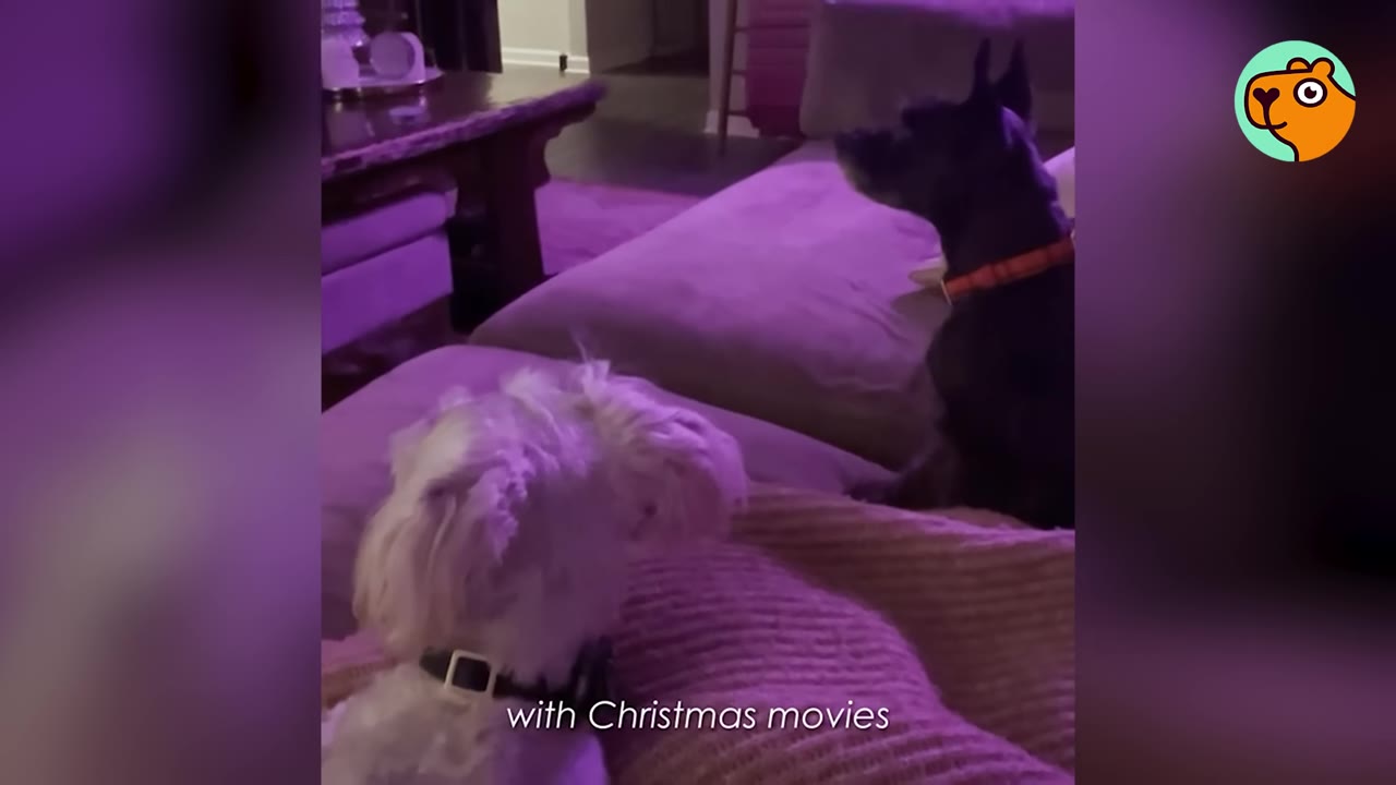 A fluffy white dog and a dark dog sitting together on a couch under purple lighting, watching television.