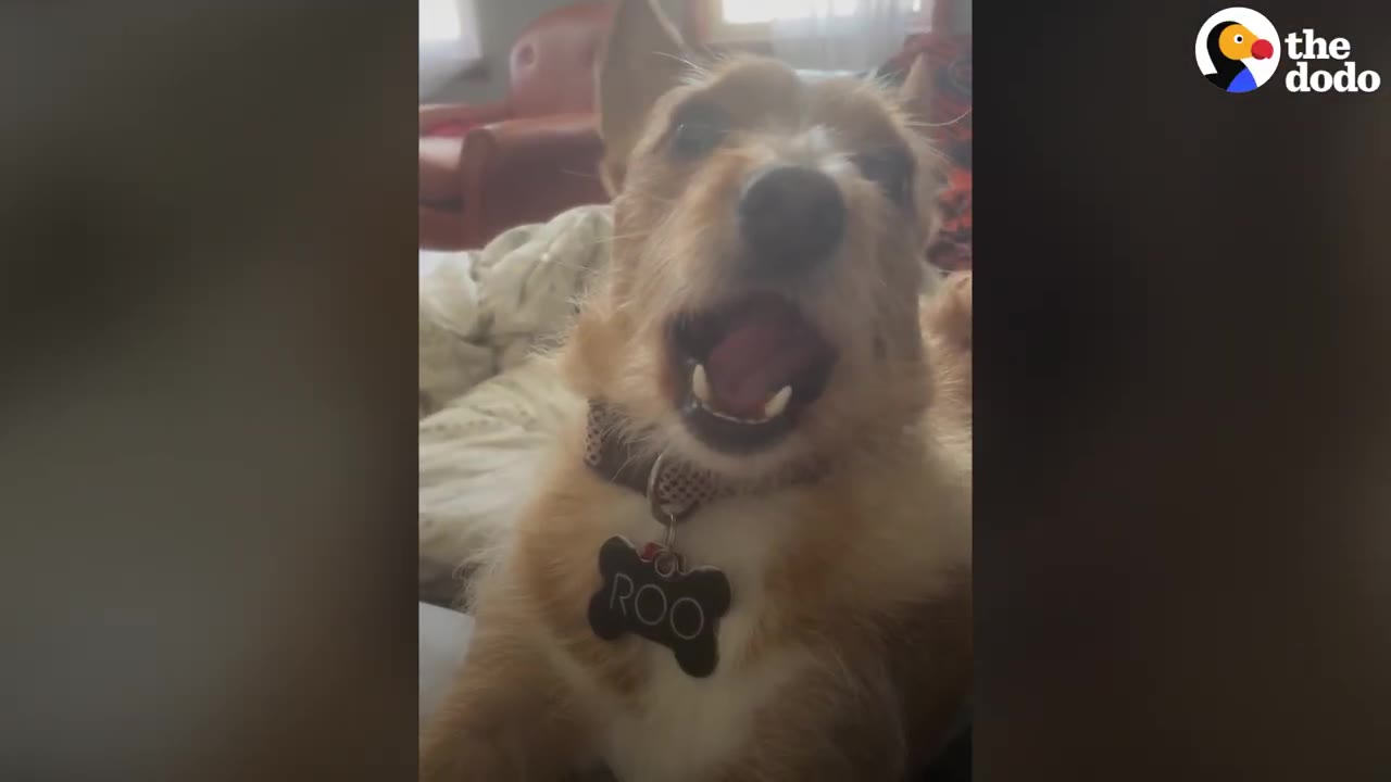 A close-up shot of a happy tan scruffy dog looking at the camera with its mouth open, wearing a bone-shaped collar tag that reads 'ROO'.
