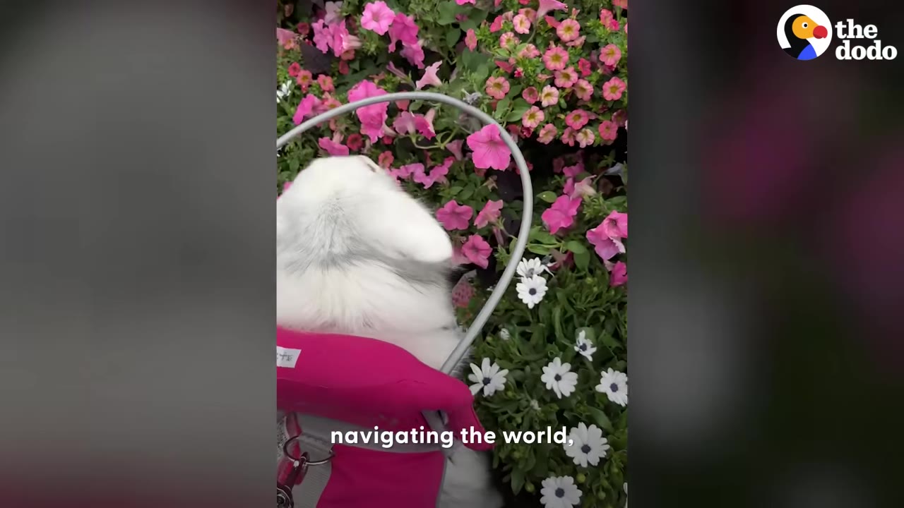 A white dog wearing a pink vest and blind dog halo leans in close to smell pink petunias and white flowers.