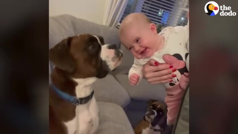 Texas Mom Was Nervous About Her Two Hyper Dogs Meeting Her Newborn, So Dad Tried Something First