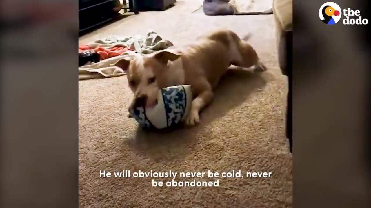 A tan and white dog lies on a carpeted floor, happily chewing on a patterned toy.
