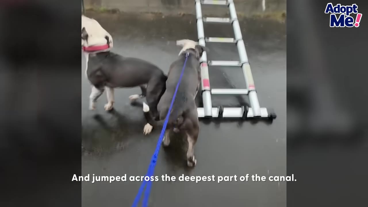 Two pit bull mix dogs standing near a horizontal ladder lying flat on the wet pavement during a rescue attempt.