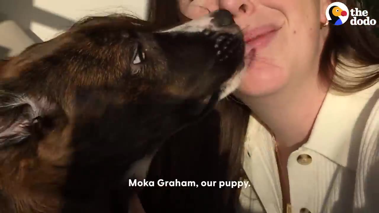 A close-up shot of a brindle dog gently nuzzling a woman's cheek.