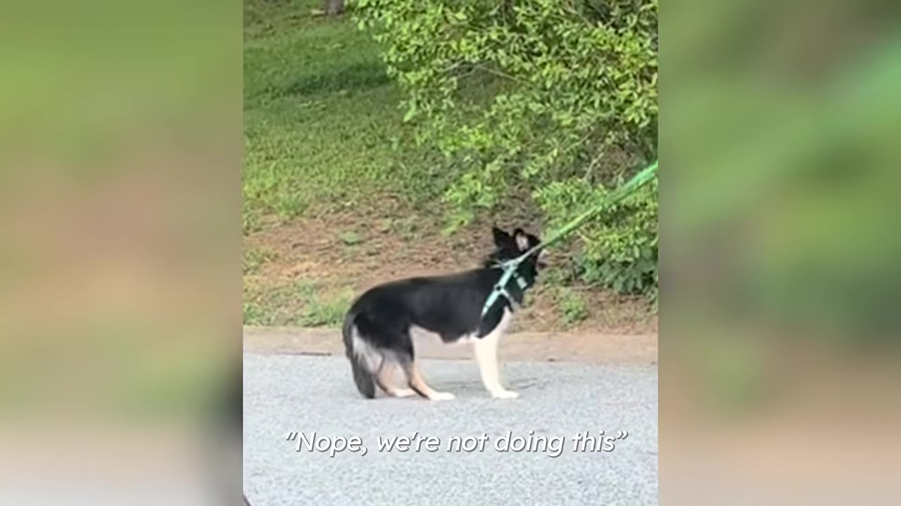 A black and white dog wearing a harness stands on a paved road, resisting a green leash that is pulled taut towards a bush.