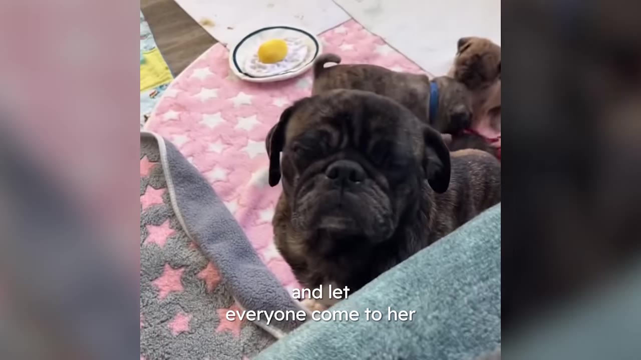 A dark-colored pug sits calmly on a pink star blanket with small puppies in the background.