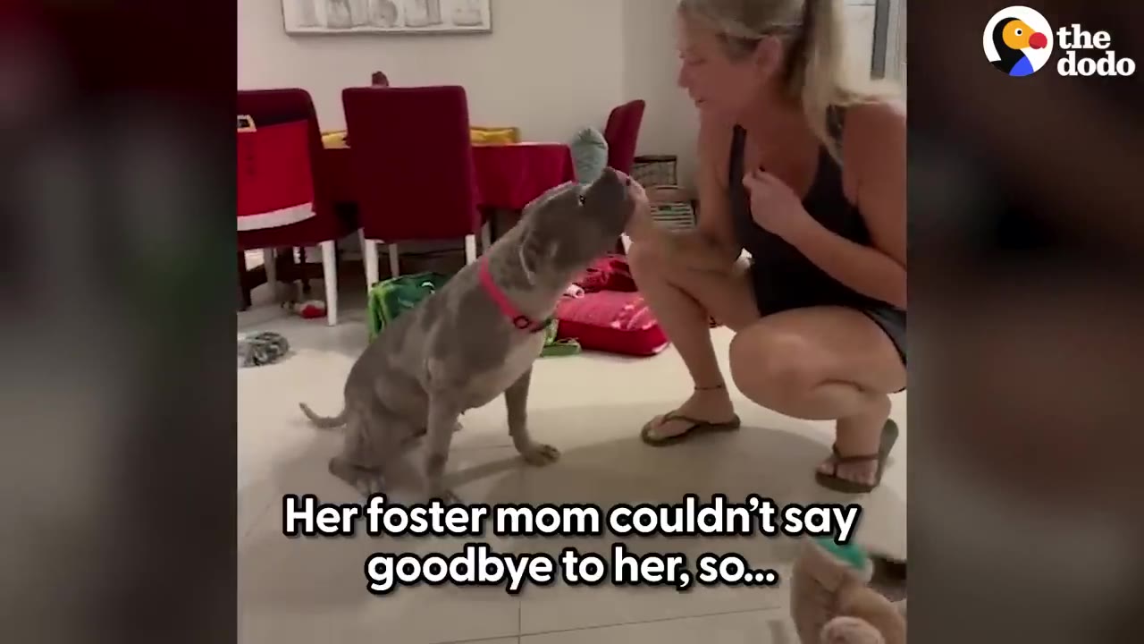 A grey dog sitting indoors and gently reaching up to touch the face of a woman crouching in front of her.