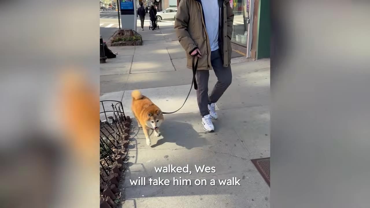 A man in a brown jacket and grey pants walks a Shiba Inu dog on a leash along a city sidewalk.