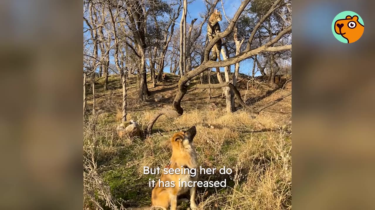 A cat perched high up on a tree branch while a dog sits in a grassy woods looking up at it.