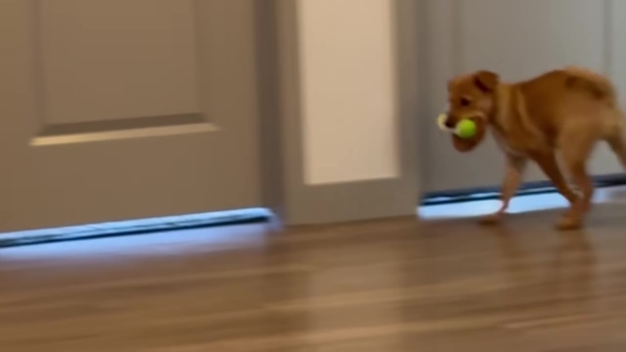 A small light brown dog trotting across a wooden floor with a green tennis ball held in its mouth.