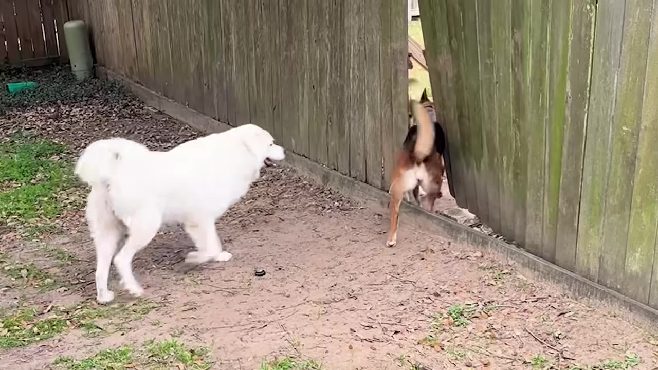 A large fluffy white dog and a brown and black dog interact near a gap in a wooden fence.