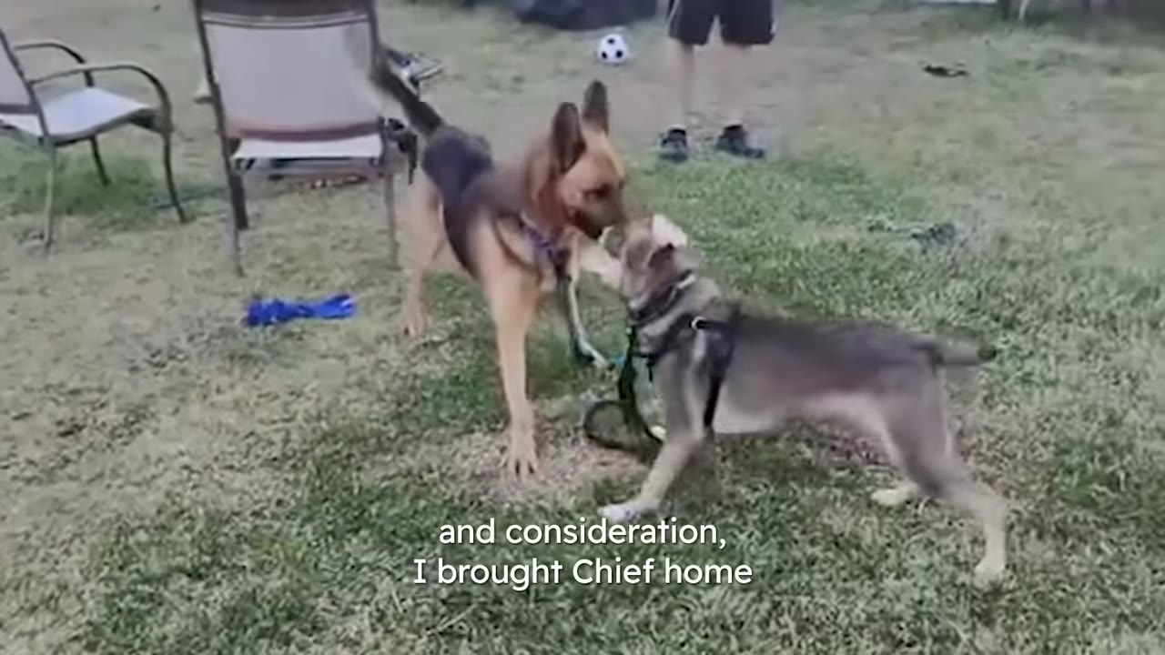 A German Shepherd interacting with a smaller gray puppy outside on a grassy lawn.
