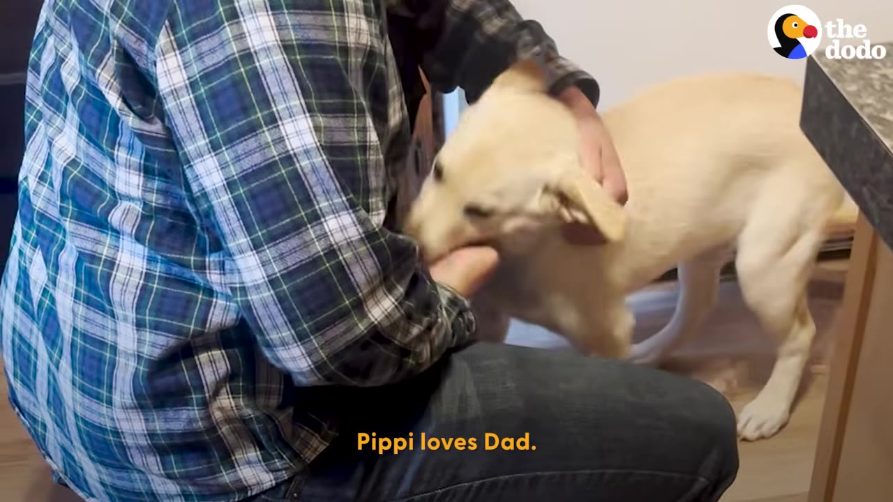 A yellow puppy leaning into a man wearing a plaid shirt as he pets her.