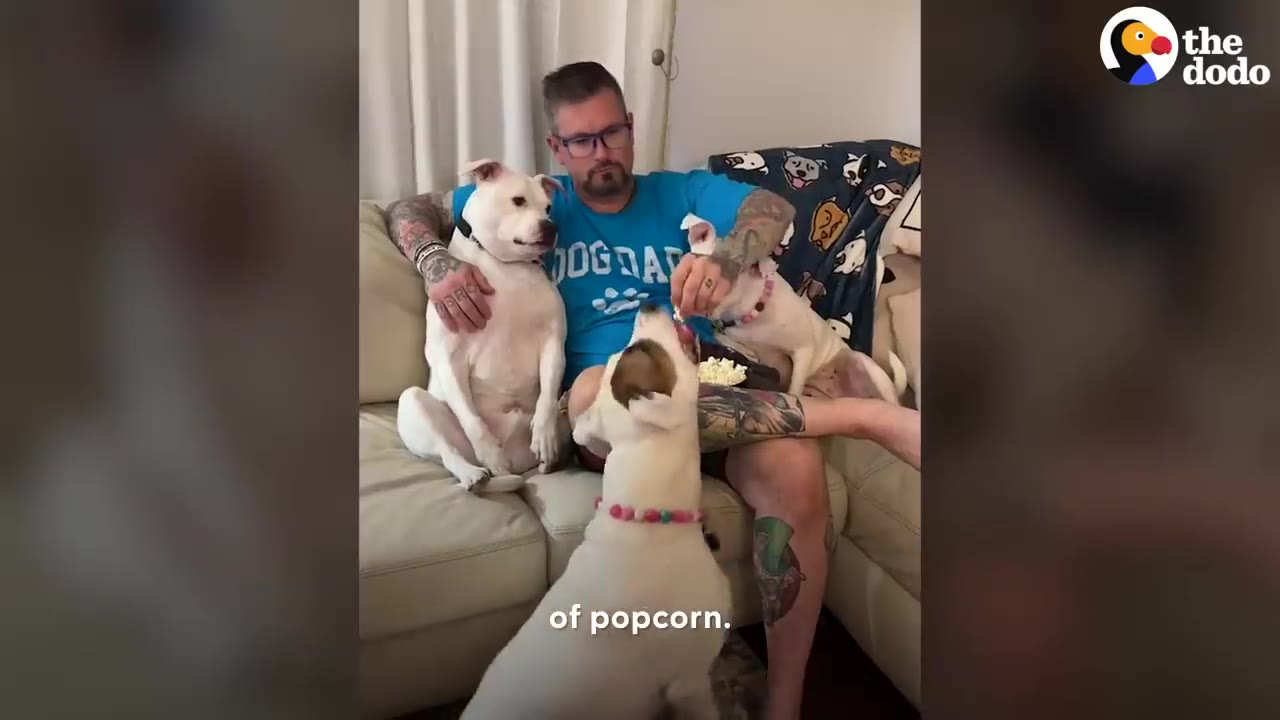 A man wearing glasses sits on a sofa surrounded by three white dogs while feeding them pieces of popcorn.