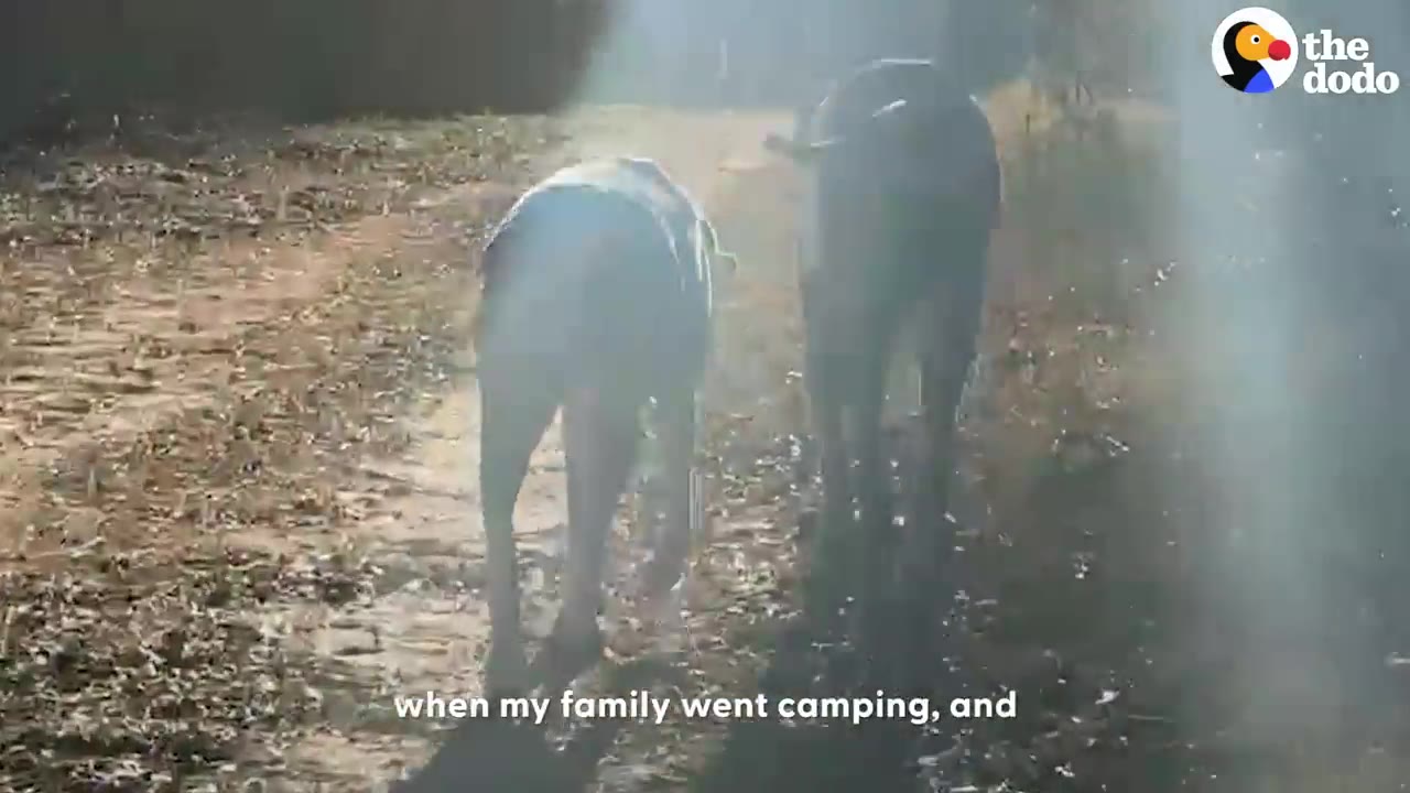 Two Great Danes walking away down a sunny dirt trail.