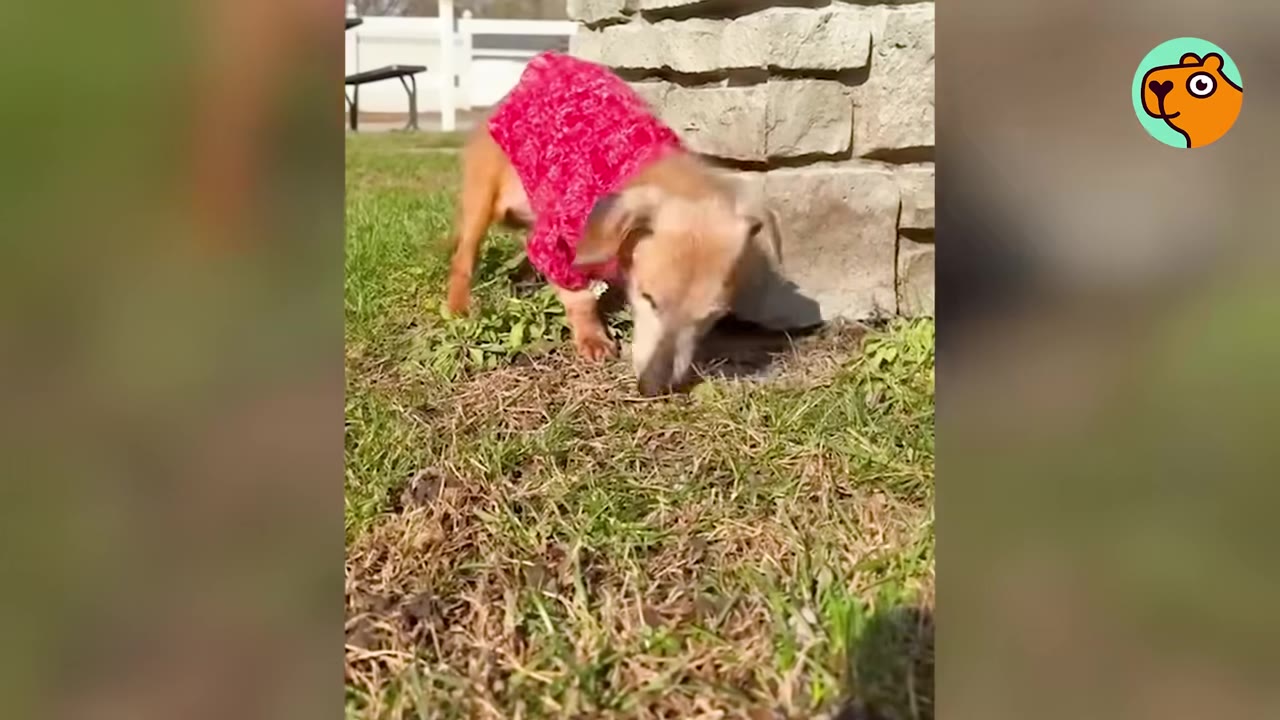 A small, senior dog wearing a pink patterned sweater sniffing the grass near a stone wall.