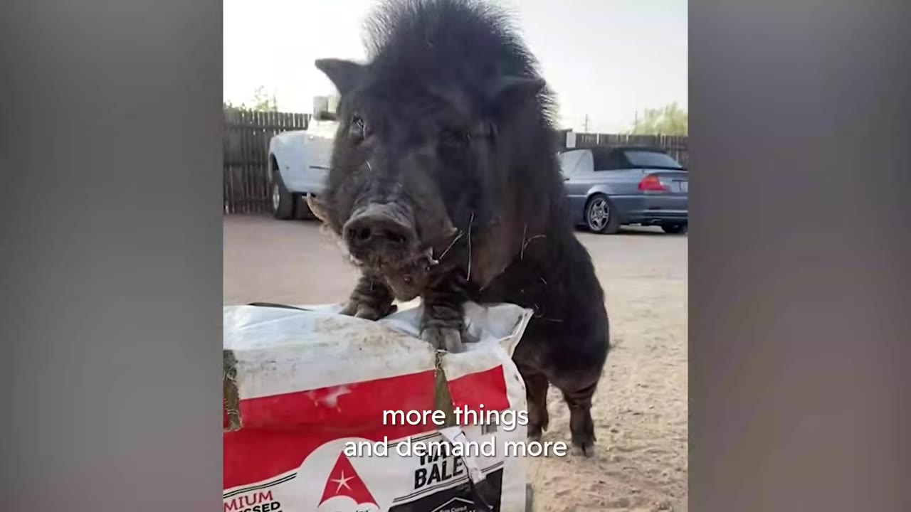 A black pig standing on its hind legs with its front hooves resting on a large white and red bag outdoors.