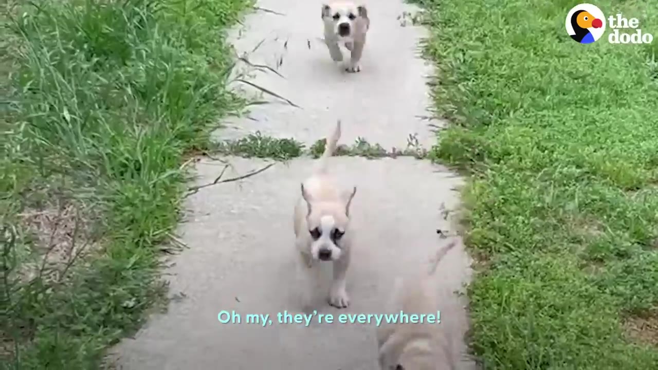 Multiple small puppies running down an outdoor concrete path lined with grass.