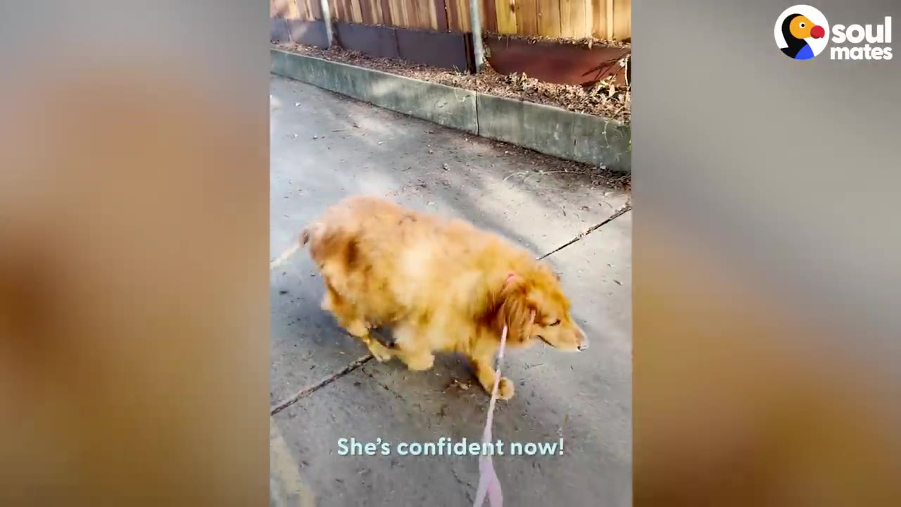 A golden retriever walking confidently on a pink leash along a concrete pathway.