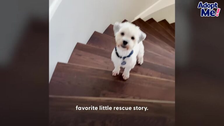 California Woman Rescues A Dog Covered In Matted Fur, Then Discovers His Unusual Friendship With Tiny Bunnies