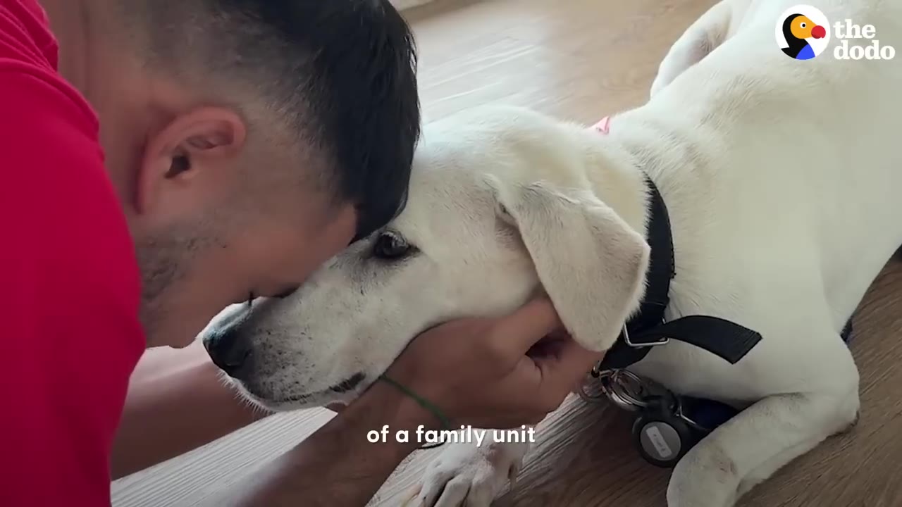 A man gently presses his forehead against the head of a white dog lying on a wooden floor.
