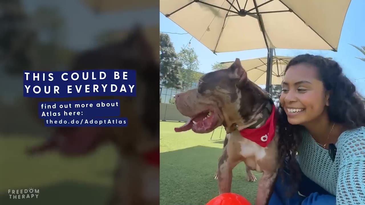 A brown and white merle dog wearing a red bandana pants happily next to a smiling woman under an outdoor umbrella.