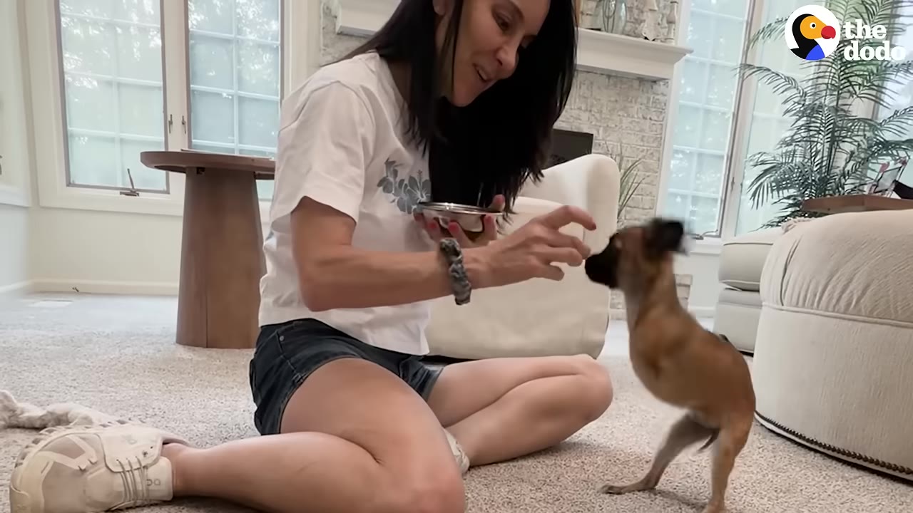 A woman sitting cross-legged on a carpeted floor smiles as she feeds a small, two-legged brown puppy standing on its hind legs.