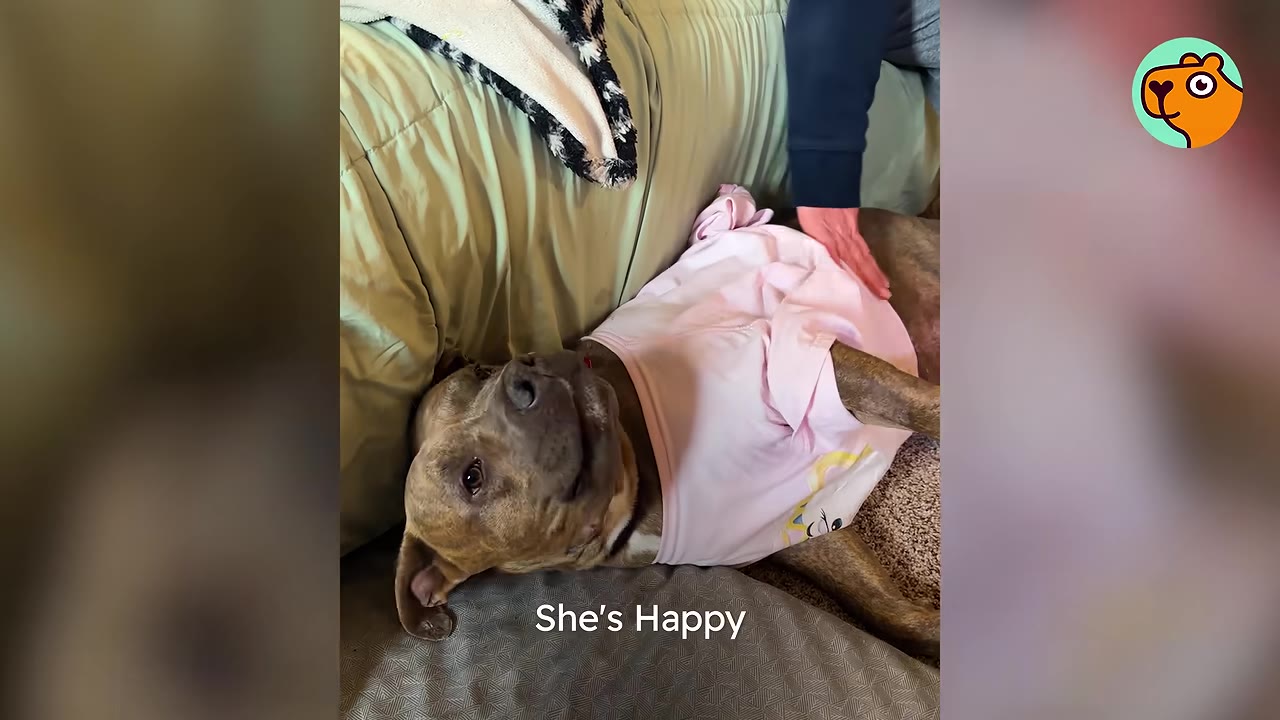 A pit bull mix wearing a pink shirt lies on her back indoors, looking up with a gentle expression.